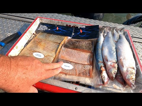 Видео: Эксперимент с новой приманкой для сома проведён на реке Огайо. РАБОТАЕТ ЛИ ОНА? Новая обработанна...