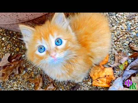 Видео: «Мяу…» - жалобно запищал котёнок, такой худой и грязный, со слезящимися глазами, свалявшейся шерстью