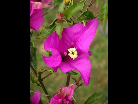 Видео: Бугенвилия. Первая перевалка