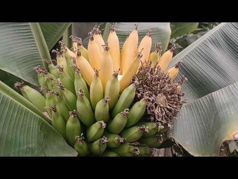 Видео: Банан дозрів,куштуємо ,дуже солодкий 🤤🍌🍌🍌