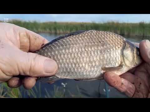 Видео: Ловля карася на поплавочной удочке. Речка Шоптиколь Малайсары. 