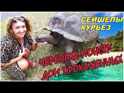 Видео: 🔴Сейшелы за 60€🔴Плывем самостоятельно на остров Курьез и Сен-Пьер🔴Крутой Снорклинг🔴#mirnaladoni2020