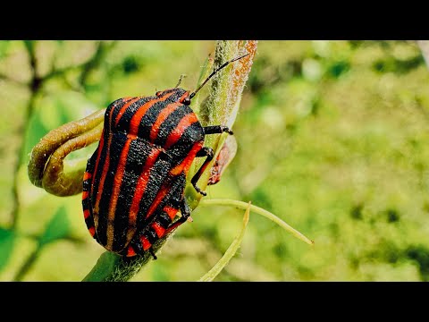 Видео: Почти летние клопы.