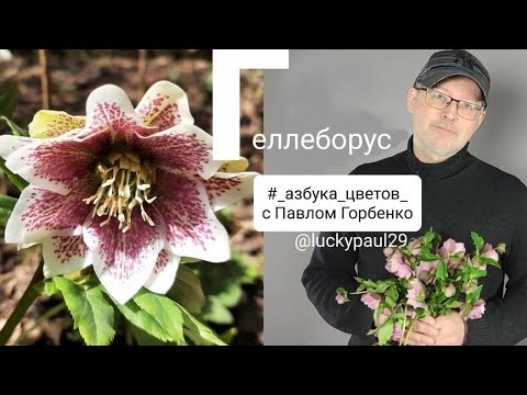 Видео: секреты работы с геллеборусом. полезные советы для флористов
