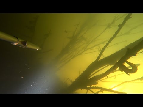 Видео: ПОЛЮВАННЯ НА МАЛІЙ РІЧЦІ + БОНУС: ПРОЗРАК НА ДЕСНІ | ПІДВОДНЕ ПОЛЮВАННЯ 2023