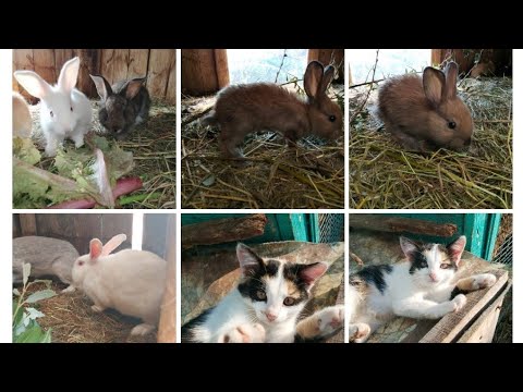 Видео: Кормление кроликов ветками Ивы, Малины, Яблони, Вишни