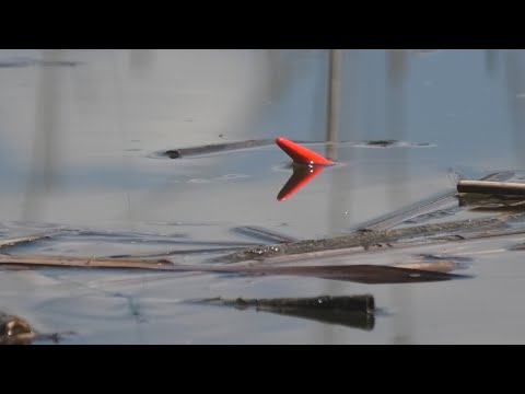 Видео: Караси Вылаживают Дубовый Поплавок