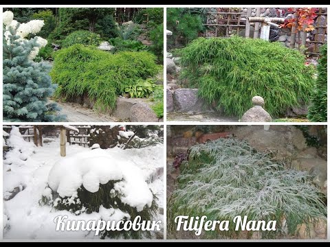 Видео: КИПАРИСОВИКИ ГОРОХОПЛОДНЫЕ - Filifera Sungold и Filifera Nana