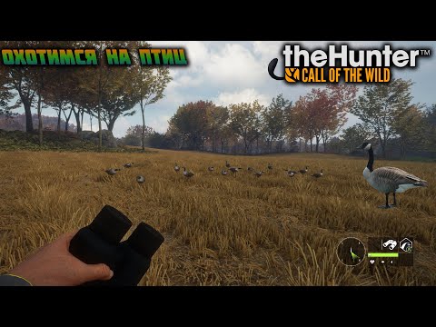 Видео: Обзор DLC в "The Hunter: Call Of The Wild" и охота в Хиршфельдене