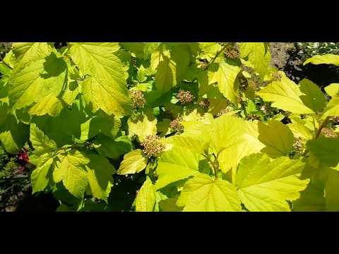 Видео: Пузыреплодник. Посадка, уход, обрезка.