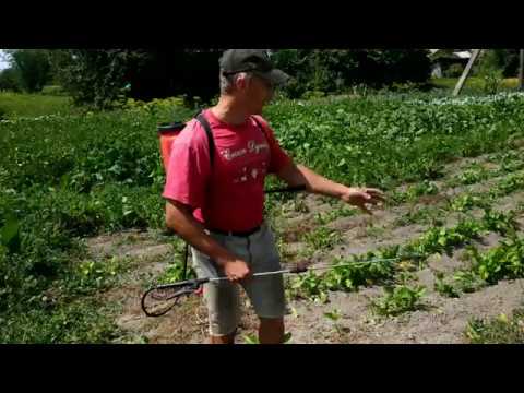 Видео: Почему пропадает свекла или плохо вяжется капуста?