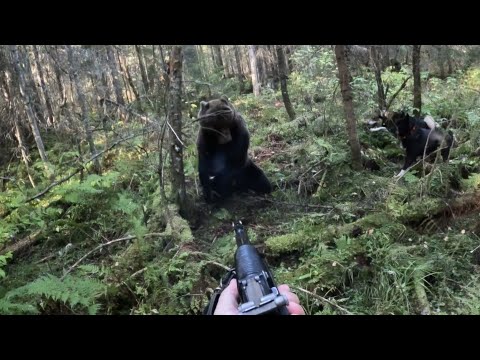 Видео: НЕПРЕДСКАЗУЕМАЯ ОХОТА НА МЕДВЕДЯ как будто с медведем бывает по другому)))