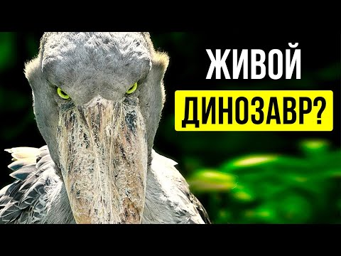 Видео: 6 доисторических существ, которые каким-то образом до сих пор существуют