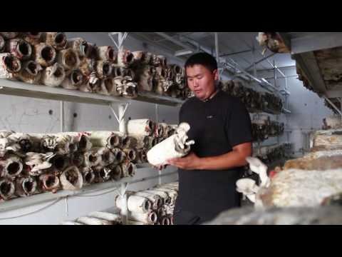 Видео: мастер класс 1. Козу карын остуруу