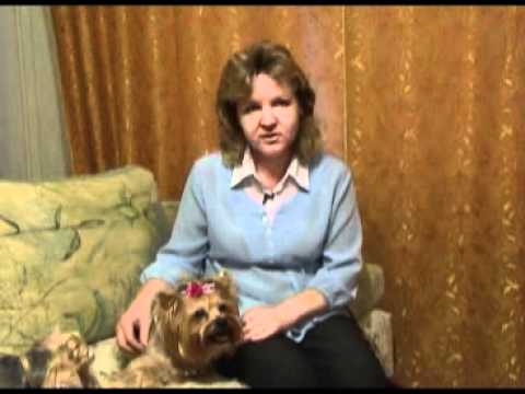 Видео: Я и мой хозяин от 2 февраля Йоркширский терьер