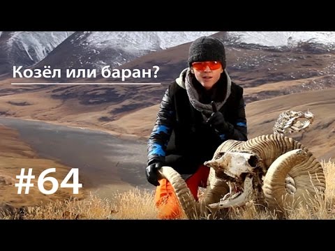 Видео: Козёл или баран? // Всё как у зверей #64