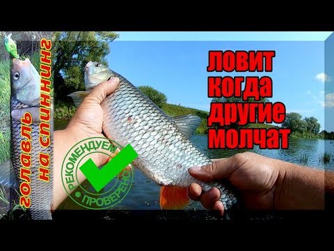 Видео: Лучший воблер на голавля 2019. Снова с трофеем!!!