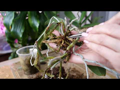 Видео: У орхидеи постоянно поникают листья. Определить причину. Посмотрим что в горшке и пересадим.