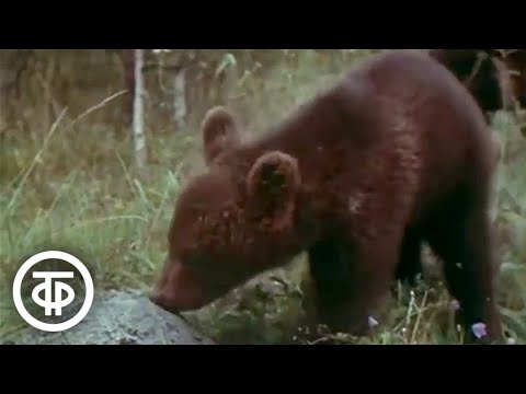 Видео: Тридцать шесть радостей. Документальный фильм (1977)