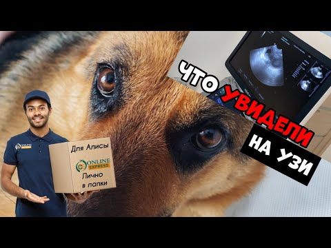 Видео: ДЕЛАЕМ УЗИ СОБАКЕ. БЕРЕМЕННА ИЛИ НЕТ? ПОСЫЛКА ДЛЯ АЛИСЫ