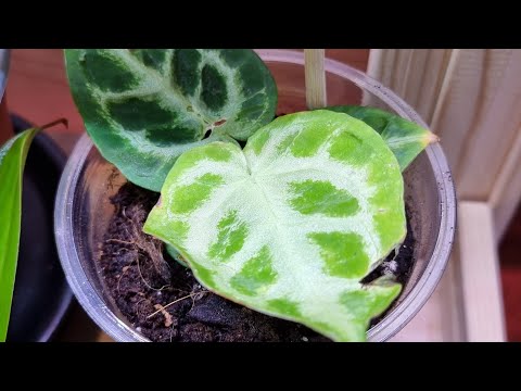 Видео: Коллективная закупка, Голландия.  Качество растений и их внешний вид.