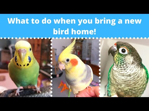 Видео: Что делать, когда вы принесли домой новую птицу! 🐣 | BirdNerdSophie