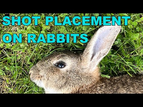 Видео: Идеальный снимок, часть 1. Расположение выстрелов на кроликах