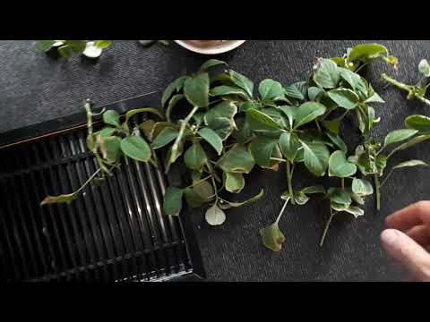 Видео: Ваш бальзамин будет как новый! Формировка бальзамина. Укоренение в агроперлите