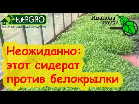 Видео: СИДЕРАТ ПРОТИВ БЕЛОКРЫЛКИ! Что посеять против белокрылки? Избавьтесь от нее грамотно и надолго.