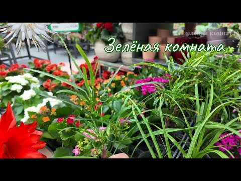 Видео: Как завести джунгли на подоконнике и не разориться: смотрим цены и скидки!