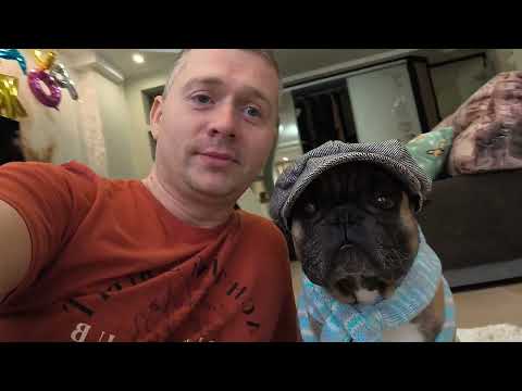 Видео: Помогите выбрать наряд #французскийбульдог #собакаприколы #одеждадлясобак ##frenchbulldog #funnydogs