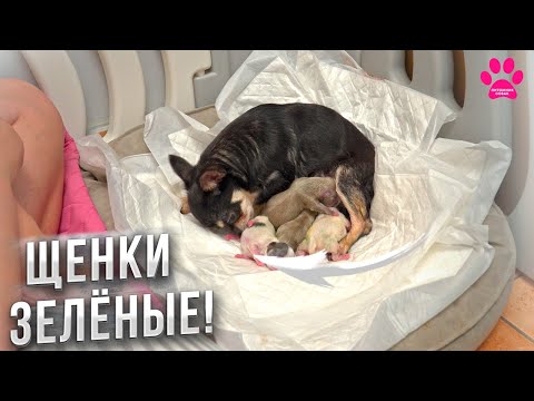 Видео: Эти роды у собаки запомнятся надолго! Роды у чихуаха.