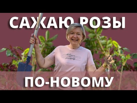 Видео: ПОСАДКА РОЗ В ГРУНТ. Идеальный вариант для Болотников.  11 мая 2024 г.