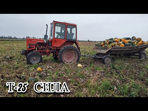 Видео: Насадили гарбуз, а тепер не знаєм що з ними робити! Т25 в роботі!