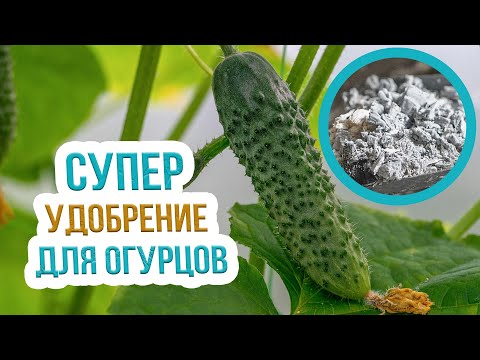 Видео: Подкормка огурцов древесной золой. Древесная зола как удобрение. Советы Евгения Силягина