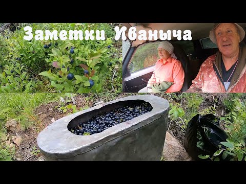 Видео: Грибная разведка и ягодная эпопея
