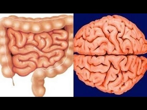 Видео: Кишечник - второй мозг!
