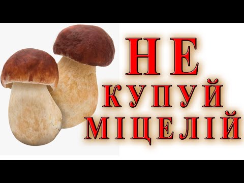 Видео: Міцелій білого гриба НІКОЛИ не купуйте, якщо не хочете, щоб з вас сміялись