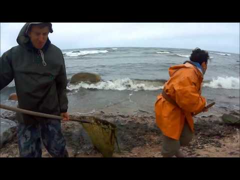 Видео: Добыча янтаря в Балтийском море