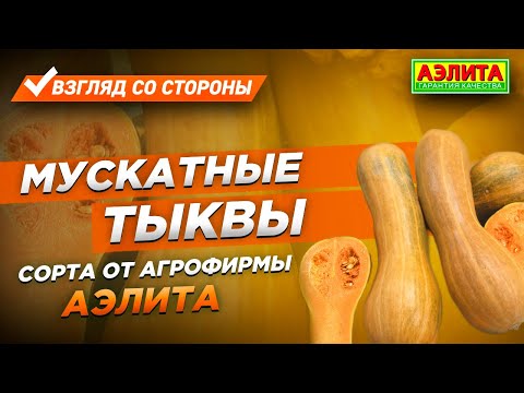 Видео: Мускатные Тыквы – Сорта от Агрофирмы Аэлита