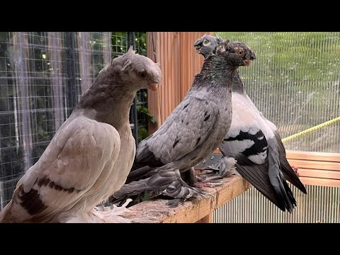 Видео: Узбекские голуби Pigeons الحمام Tauben  merpati کبوتر 鴿子 ハトkaʙūtar güvercinler porumbei 20/05/24