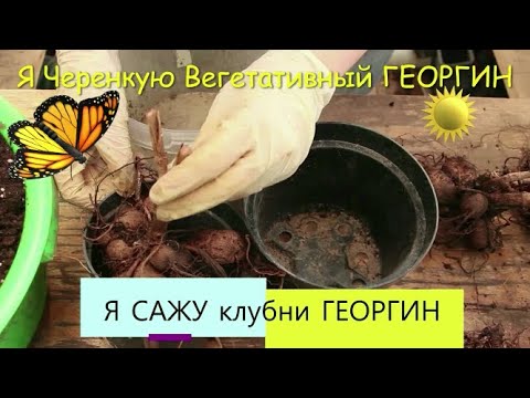 Видео: Делю клубни ГЕОРГИН-сорт Гэллери. Черенкую Вегетативный Георгин. Часть 2.