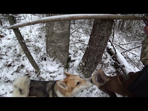 Видео: 🏕 КАК СНЯТЬ ШКУРКУ С КУНИЦЫ