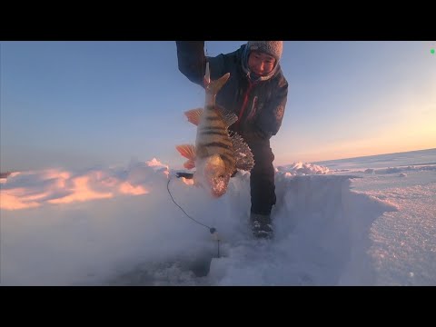 Видео: Вот это окуни лапти. Испытания новинок, отдых, рыбалка.