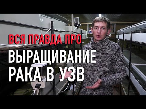 Видео: Вся правда про разведение австралийского рака в УЗВ