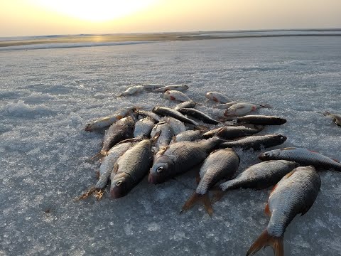 Видео: ГРАДИЖСК. Вечерняя рыбалка. ЛОВЛЯ ПЛОТВЫ.