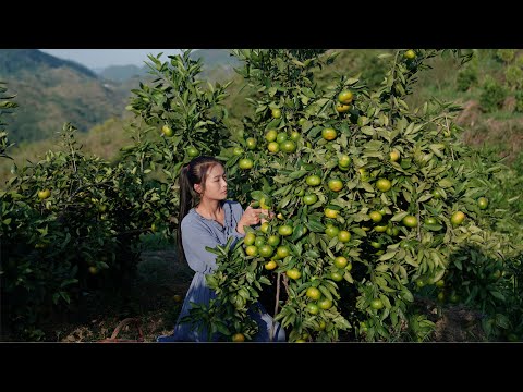 Видео: Апельсины Тьюринга в желе и консервы