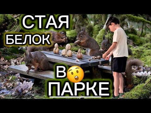 Видео: Белки 🐿️ со всех сторон окружили 🌳😲