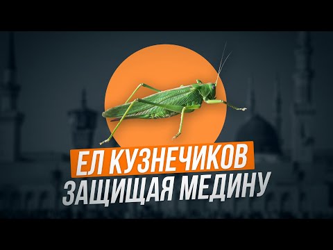 Видео: Ел кузнечиков защищая Медину