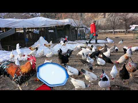 Видео: Кормите цыплят таким образом, чтобы они оставались несносными и здоровыми круглый год – Советы по